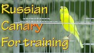 Canary 's song for training russian canary singing competition