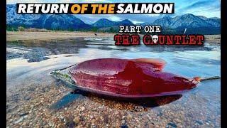 RETURN OF THE SALMON 1: THE GAUNTLET