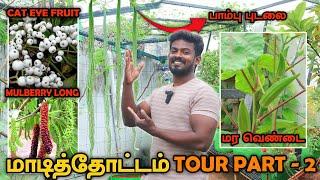 TERRACE GARDEN TOUR Part - 2| அட்டகாசமா ரெடியான நம்ம மாடித்தோட்டம் | DECEMBER UPDATE | Black Pepper