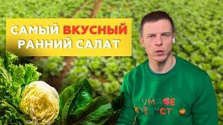 Самый вкусный салат для раннего выращивания 