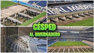 2 de agosto  A CUIDAR el CÉSPED en el HIPOGEO  Obras Santiago Bernabéu 