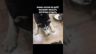 Так себе мама?#хаски #собака #собаки #собачка #собачки #котята #животные #котики #котенок #милота