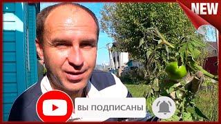 Удивительная находка в куче смёта или Радиоактивные помидоры.