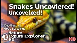 Snakes Uncovered! Deadliest & Most Beautiful Species | Nature Explorer HD