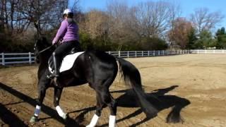 Max right trot