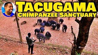 TACUGAMA CHIMPANZEE SANCTUARY - Freetown Sierra Leone   Tour 2022 - Explore With Triple-A