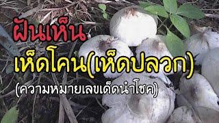 ทำนายฝัน ฝันเห็นเห็ดโคน(เห็ดปลวก) ฝันเห็นเห็ดโคนเยอะมาก เลขเด็ด นำโชค