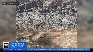 Activists say thousands of dead fish spotted in Gowanus Canal