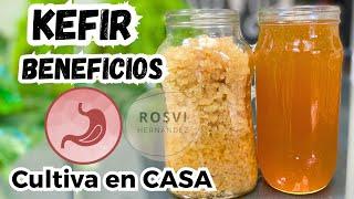 KEFIR de agua o TIBICOS Cultivo para hacerlos y  todos los beneficios PROBIOTICOS a la salud!