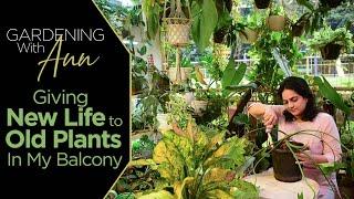 Gardening with Ann : Giving New Life to Old Plants | How I restore plants in my balcony