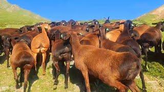 Hissar sheep graze on Mount Gissar | Elite sheep