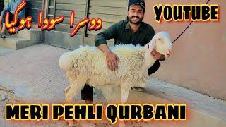 MashAllah 2nd Soda Peshawar Maweshi Mandi My First Qurbani 2024 Cow Mandi Pakistan