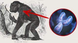 The Y Chromosome Supports Human Evolution