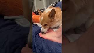 A quick toe lick #boomer #corgi #dog #lick