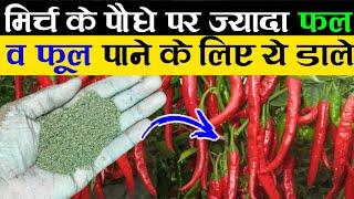 मिर्च के पौधे पर ज्यादा फल और फूल पाने के लिए ये डालें | Chili Plant Care | Chili Plant Fertilizer