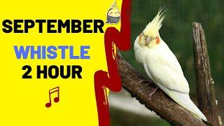 SEPTEMBER with WHISTLE 2 Hour - Bird Whistling Training - Cockatiel Singing Practice