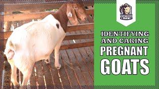 Westsidefarm | Identifying and Caring Pregnant Goats