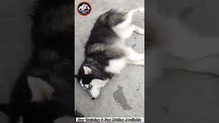 Siberian Husky full Training For...#Aditya Dog Point Rajendra Nagar, Peer Nagar #Ghazipur Up