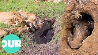 Lions Learned To Dig Out Hiding Warthogs | Our World