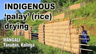 INDIGENOUS FARMING: Vertical Rice Drying in Mangali, Tanudan, Kalinga, Philippines