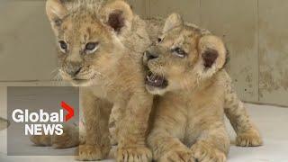 Mischievous lion cubs at Pakistan zoo draw crowds