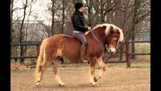 [PICTURES] Haflinger Shilas and Eva Roemaat - training