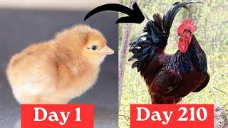 From RIR Chick to Adult Rhode Island Red Rooster || Timelapse Chicken Transformation #stachli