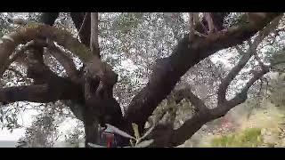 A Palestinian farmer made his olive tree a memorial for the hero Aaron Bushnell