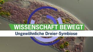 Ungewöhnliche Dreier-Symbiose // Wissenschaftsnachrichtenvideo