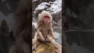 Silly Snow Monkeys #Jigokudani #monkey #Japan #hotsprings #nagano