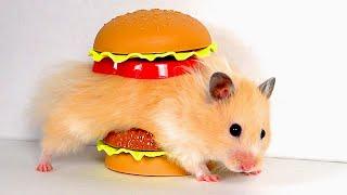 GIANT Burger Maze for Hamster