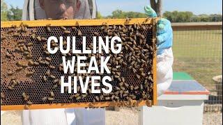 What to do With REALLY Weak Hives