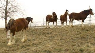 Super Bowl's Baby Clydesdale: A Budweiser Story | Nightline | ABC News