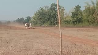 Fahad Patel Kanhiwada peela Bamhni wala pat pratiyogita pandarwani amagad ox race