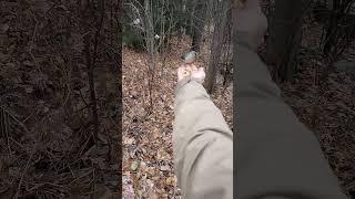 Peter the Tufted Titmouse spends a moment on my hand (slo motion)