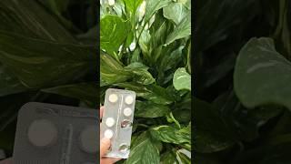 2 ТАБЛЕТКИ И СПАТИФИЛЛУМ растет и цветет, как на дрожжах, даже чахлые пойдут в рост