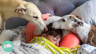 Giant Dogs Wait For Baby Bro To Come Home From School | Cuddle Buddies