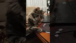 #shorts Совет от умного кота.