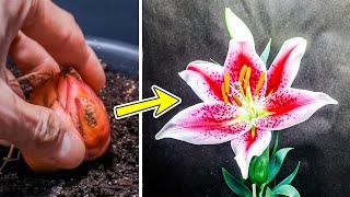 Lily Flower Plant Growing Time Lapse - Bulb To Blooms (95 Days)