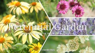 22 recommended perennial plants to brighten up your garden in June {Gardening at T's Garden}