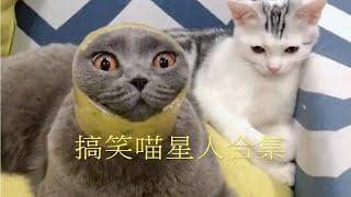 搞笑喵星人合集 2020 | 囧猫 | 大型喵星人翻车现场 | 宠物猫 | 宠物公园