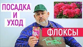 Флоксы Многолетние. Как вырастить из семян?