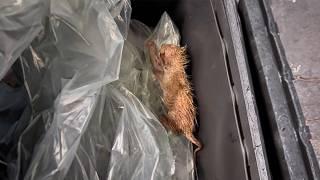 A drenched kitten was abandoned in the recycling center, crying loudly, until an angel arrived.️