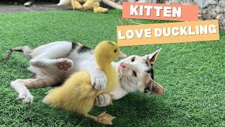 Mother duck and ducklings come to visit the kittens' house