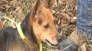 Squirrel Hunt with Peanut