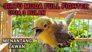 Suara sirtu/cipoh gacor muda full fighter usia 3 bulan ampuh untuk pancingan semua sirtu sirpu cipow