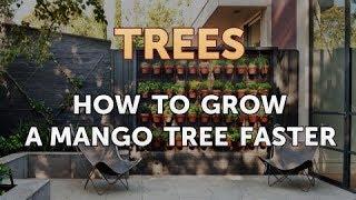 How to Grow a Mango Tree Faster