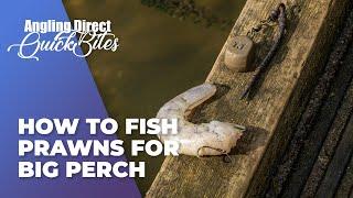 How To Fish Prawns For Big Perch - Predator Fishing Quickbite