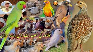 Birds Largest Market In Peshawar New Updates 2024 | Pigeon Price | Khyber Social Tv