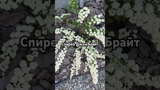 Красотка в моём саду! #сад